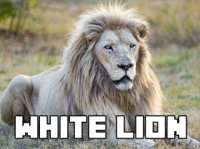 White Lion